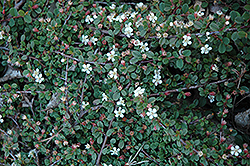 Streib's Findling Cotoneaster (Cotoneaster dammeri 'Streib's Findling') at Stonegate Gardens