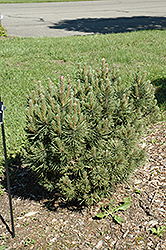 Rock Island Mugo Pine (Pinus mugo 'Rock Island') at Stonegate Gardens