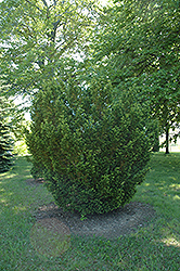 Ohio Globe Yew (Taxus x media 'Ohio Globe') at Stonegate Gardens