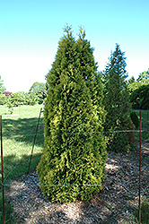 Douglas Golden Arborvitae (Thuja occidentalis 'Douglasii Aurea') at Stonegate Gardens