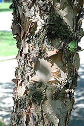 Heritage Improved River Birch (Betula nigra 'Heritage Improved') at Stonegate Gardens