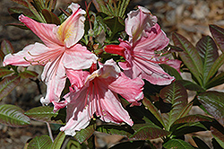 Williams Rhododendron (Rhododendron 'Williams') at Stonegate Gardens
