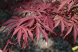 Oshu Shidare Japanese Maple (Acer palmatum 'Oshu Shidare') at Stonegate Gardens