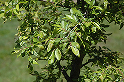 Corkbark Elm (Ulmus parvifolia 'Corticosa') at Stonegate Gardens
