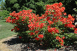 Balzac Azalea (Rhododendron 'Balzac') at Stonegate Gardens
