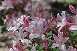 Marydel Azalea (Rhododendron 'Marydel') at A Very Successful Garden Center