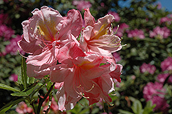 Cecile Azalea (Rhododendron 'Cecile') at Stonegate Gardens