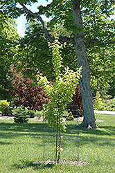 Pulverulentum Hedge Maple (Acer campestre 'Pulverulentum') at Stonegate Gardens