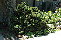 Elegant Dwarf Japanese Cedar (Cryptomeria japonica 'Elegans Nana') at Stonegate Gardens