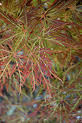 Dr. Baker Cutleaf Japanese Maple (Acer palmatum 'Dr. Baker') at Stonegate Gardens