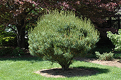 Little Christopher Japanese Red Pine (Pinus densiflora 'Little Christopher') at Stonegate Gardens