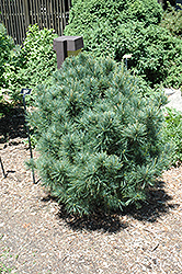 Bloomer's Dark Globe Eastern White Pine (Pinus strobus 'Bloomer's Dark Globe') at Stonegate Gardens