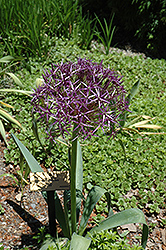 Star Of Persia Onion (Allium christophii) at Lakeshore Garden Centres
