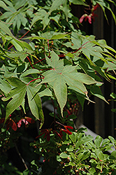 Ichigyoji Japanese Maple (Acer palmatum 'Ichigyoji') at Stonegate Gardens