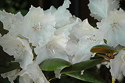 Trinity Rhododendron (Rhododendron 'Trinity') at Stonegate Gardens