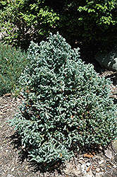 Curly Tops Moss Falsecypress (Chamaecyparis pisifera 'Curly Tops') at Stonegate Gardens