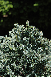 Curly Tops Moss Falsecypress (Chamaecyparis pisifera 'Curly Tops') at Stonegate Gardens