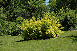 Golden Times Forsythia (Forsythia x intermedia 'Golden Times') at Stonegate Gardens