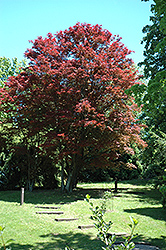 Purple-Leaf Japanese Maple (Acer palmatum 'Atropurpureum') at Stonegate Gardens
