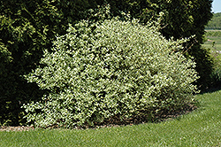 Silver and Gold Dogwood (Cornus sericea 'Silver and Gold') at Stonegate Gardens