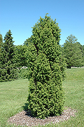 Pencil Point Juniper (Juniperus communis 'Suecica') at Stonegate Gardens