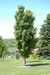 Skybound Sugar Maple (Acer saccharum 'Skybound') at Stonegate Gardens