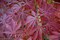 Sherwood Flame Japanese Maple (Acer palmatum 'Sherwood Flame') at Stonegate Gardens