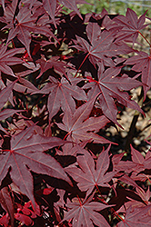 Novum Japanese Maple (Acer palmatum 'Novum') at Stonegate Gardens