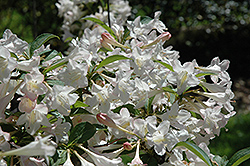 White Knight Weigela (Weigela florida 'White Knight') at Lakeshore Garden Centres