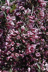 Java Red Weigela (Weigela florida 'Java Red') at Lakeshore Garden Centres