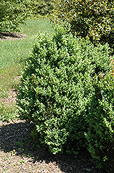 Ohio Boxwood (Buxus sempervirens 'Ohio') at Stonegate Gardens