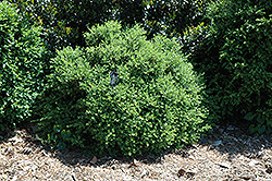 Sweet N Low Boxwood (Buxus microphylla 'Sweet N Low') at Stonegate Gardens