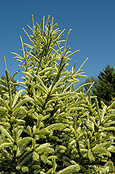 McConnell's Gold Spruce (Picea glauca 'McConnell's Gold') at Stonegate Gardens