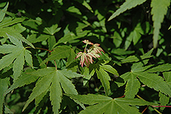 Koshibori Nishiki Japanese Maple (Acer palmatum 'Koshibori Nishiki') at Stonegate Gardens