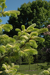 Straw Colorado Spruce (Picea pungens 'Straw') at Stonegate Gardens