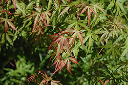 Garyu Dwarf Japanese Maple (Acer palmatum 'Garyu') at Stonegate Gardens