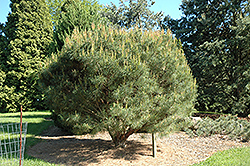 Compact Japanese Umbrella Pine (Pinus densiflora 'Umbraculifera Compacta') at Stonegate Gardens