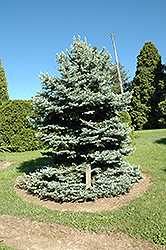 Royal Knight Blue Spruce (Picea pungens 'Royal Knight') at Stonegate Gardens