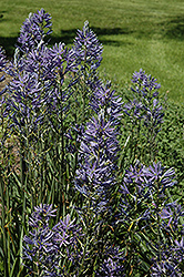 Blue Danube Camassia (Camassia leichtlinii 'Blue Danube') at A Very Successful Garden Center