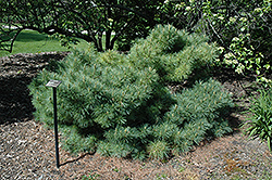 Dwarf Blue Eastern White Pine (Pinus strobus 'Glauca Nana') at Stonegate Gardens