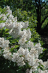 Manchurian Lilac (Syringa pubescens) at Stonegate Gardens