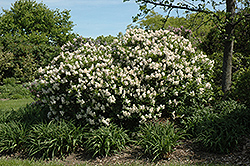 Manchurian Lilac (Syringa pubescens) at Stonegate Gardens