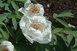 Delicately Fragrant White Tree Peony (Paeonia suffruticosa 'Delicately Fragrant White') at Stonegate Gardens