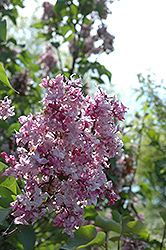 Olympiada Kolesnikova Lilac (Syringa vulgaris 'Olympiada Kolesnikova') at Stonegate Gardens