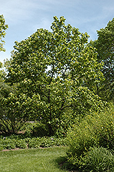Yellow Bird Magnolia (Magnolia 'Yellow Bird') at Stonegate Gardens