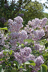 Maurice Barres Lilac (Syringa vulgaris 'Maurice Barres') at Stonegate Gardens