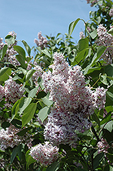 Waldeck-Rousseau Lilac (Syringa vulgaris 'Waldeck-Rousseau') at Stonegate Gardens