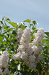 Pat Pesata Lilac (Syringa vulgaris 'Pat Pesata') at Stonegate Gardens