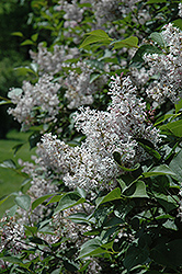 Late Lilac (Syringa villosa) at Stonegate Gardens