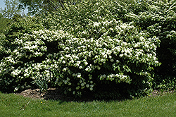 Leach's Compact Doublefile Viburnum (Viburnum plicatum 'Leach's Compact') at Stonegate Gardens